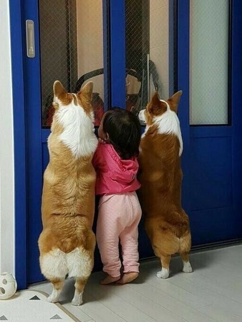 Thú Y SuPet | Thú Y Quận Gò Vấp - Bình Thạnh - Quận 12