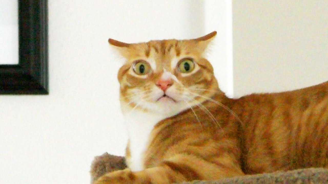 Understanding Your Cat's Emotions - YouTube