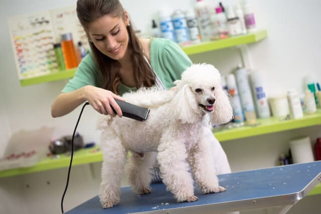 Thú Y SuPet | Thú Y Quận Gò Vấp - Bình Thạnh - Quận 12