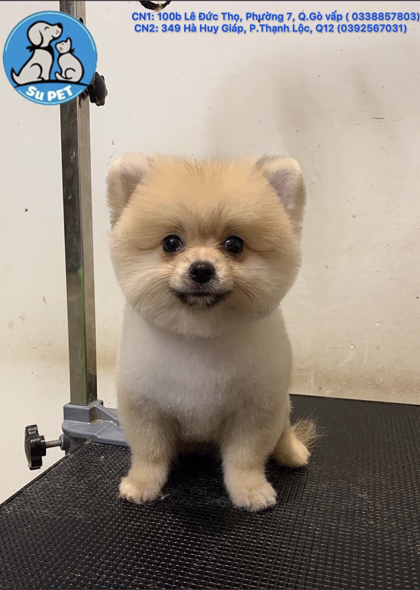 Thú Y SuPet | Thú Y Quận Gò Vấp - Bình Thạnh - Quận 12