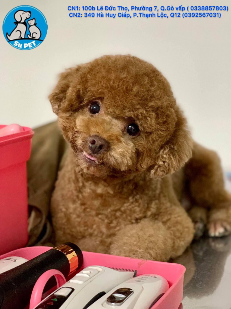 trung tâm chuyên triệt sản thú cưng gần đây