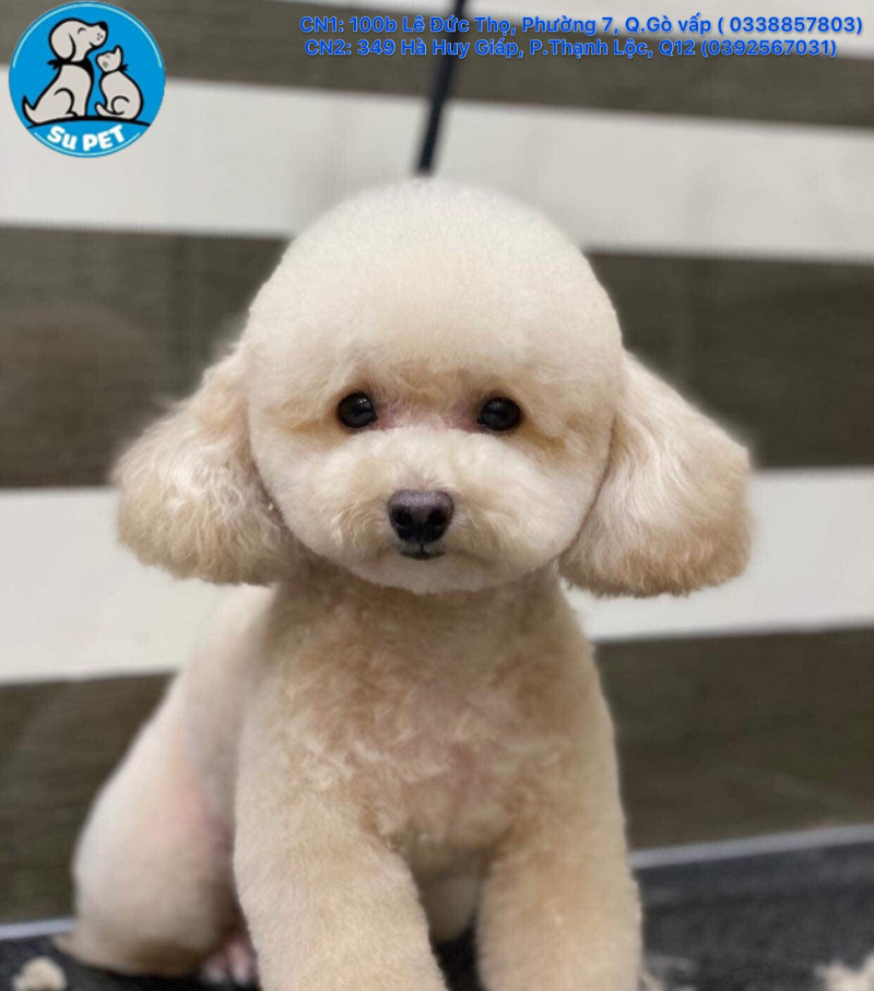 Thú Y SuPet | Thú Y Quận Gò Vấp - Bình Thạnh - Quận 12