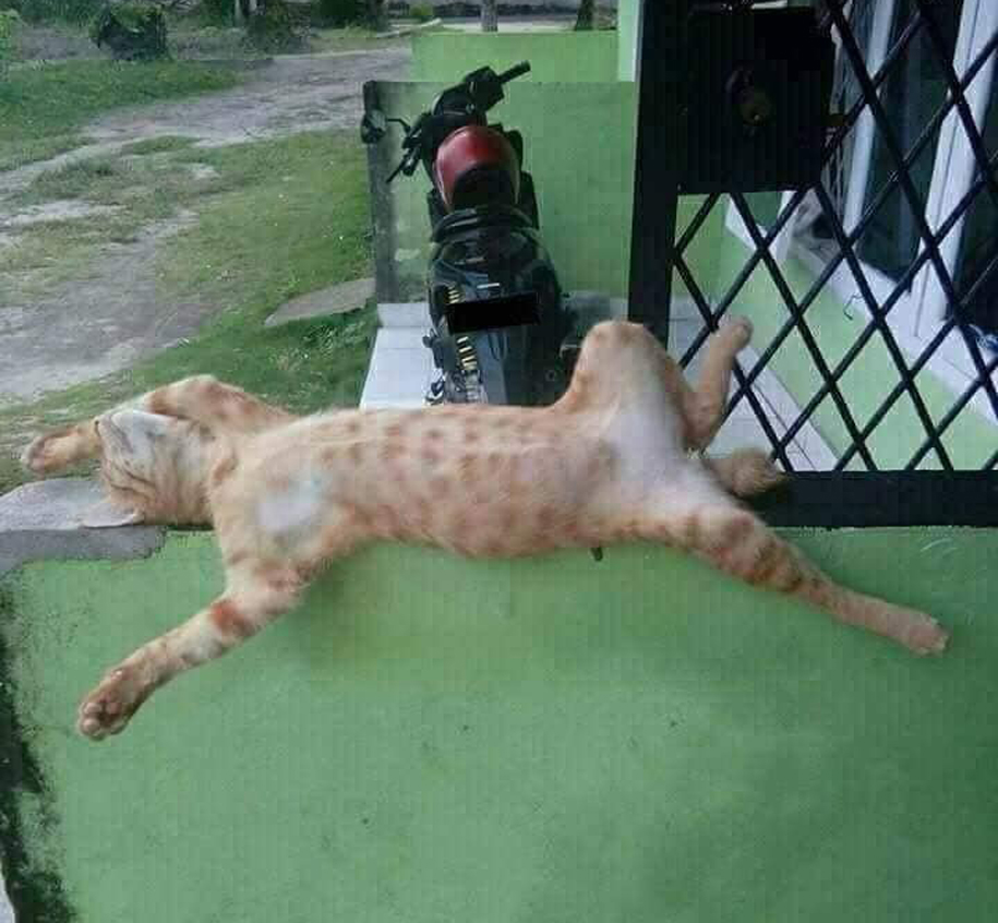 Thú Y SuPet | Thú Y Quận Gò Vấp - Bình Thạnh - Quận 12