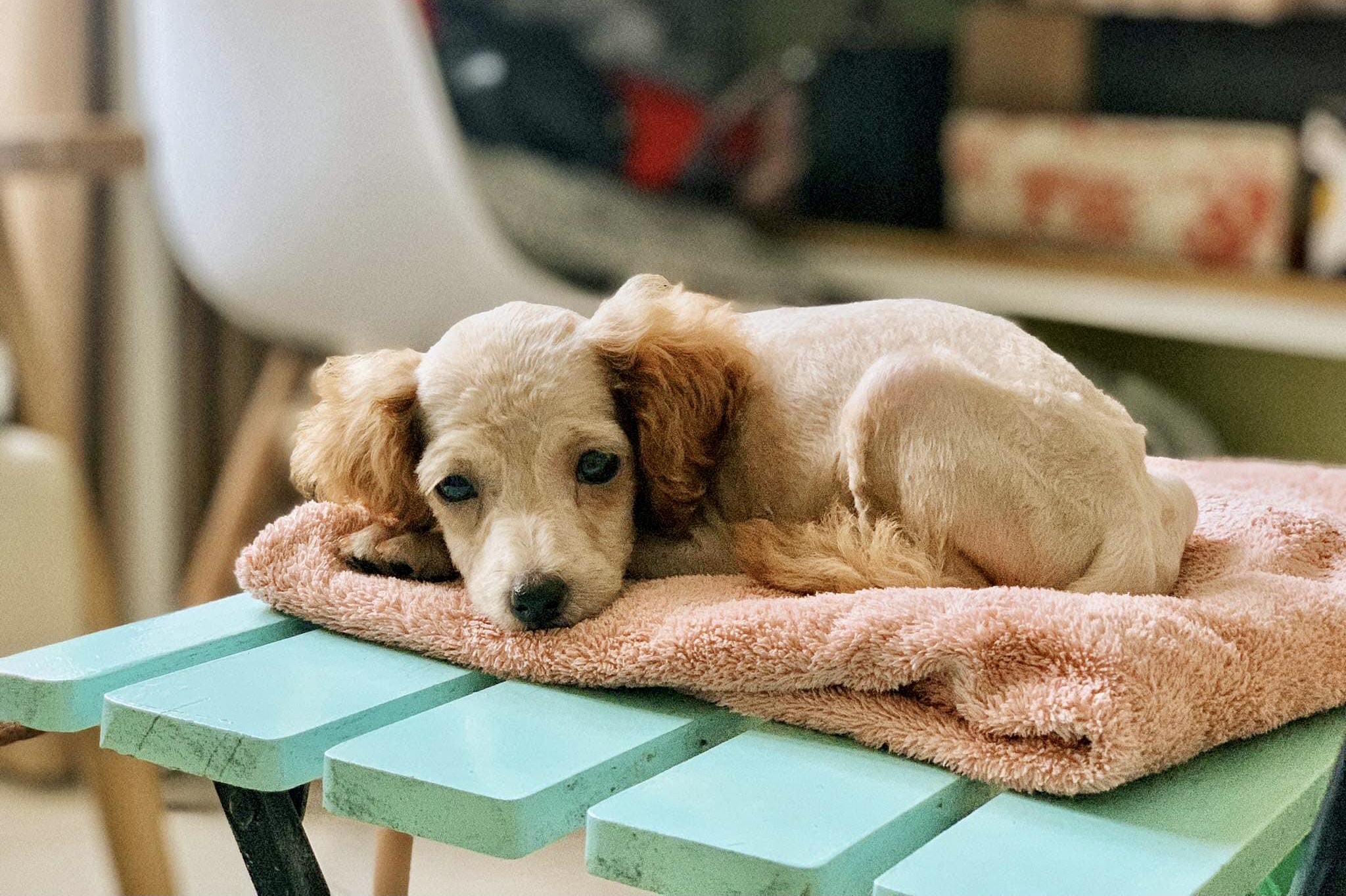 Thú Y SuPet | Thú Y Quận Gò Vấp - Bình Thạnh - Quận 12