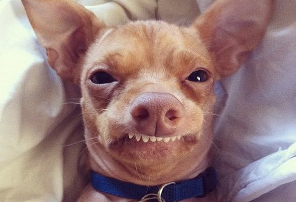 Thú Y SuPet | Thú Y Quận Gò Vấp - Bình Thạnh - Quận 12