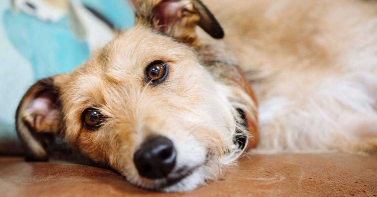 Thú Y SuPet | Thú Y Quận Gò Vấp - Bình Thạnh - Quận 12