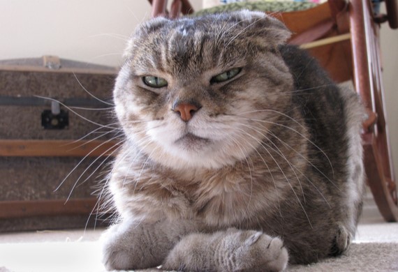 Thú Y SuPet | Thú Y Quận Gò Vấp - Bình Thạnh - Quận 12