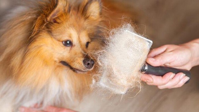 Thú Y SuPet | Thú Y Quận Gò Vấp - Bình Thạnh - Quận 12