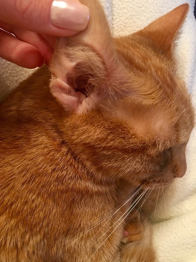 Thú Y SuPet | Thú Y Quận Gò Vấp - Bình Thạnh - Quận 12