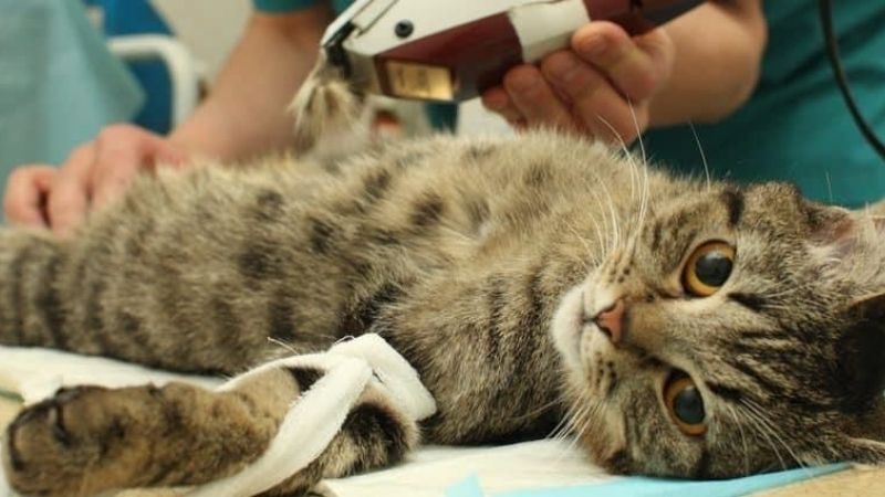 Thú Y SuPet | Thú Y Quận Gò Vấp - Bình Thạnh - Quận 12