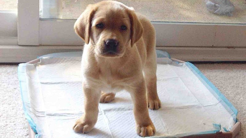 Thú Y SuPet | Thú Y Quận Gò Vấp - Bình Thạnh - Quận 12