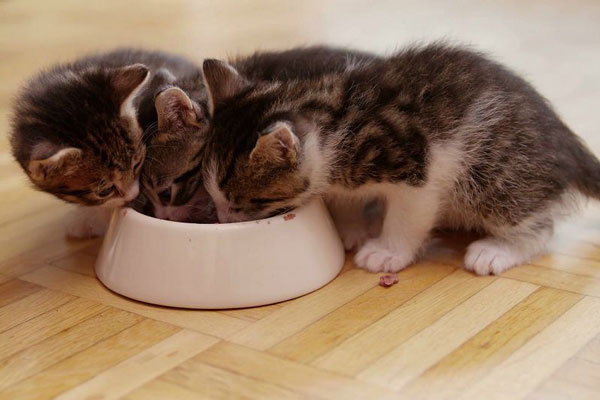 Thú Y SuPet | Thú Y Quận Gò Vấp - Bình Thạnh - Quận 12