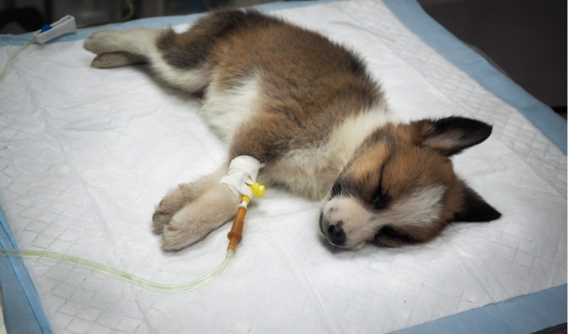 Thú Y SuPet | Thú Y Quận Gò Vấp - Bình Thạnh - Quận 12