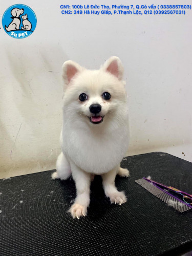 Thú Y SuPet | Thú Y Quận Gò Vấp - Bình Thạnh - Quận 12