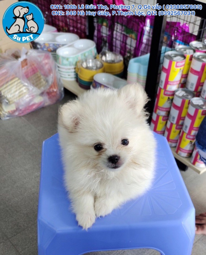 xét nghiệm máu cho chó mèo nhanh nhất