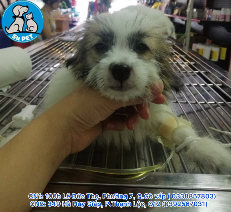 Thú Y SuPet | Thú Y Quận Gò Vấp - Bình Thạnh - Quận 12