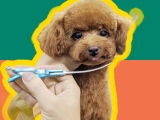Pet grooming - spa cắt tỉa lông thú cưng chó mèo