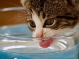 Mẹo đơn giản giúp mèo uống nước nhiều hơn