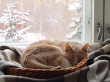 Những điều bạn nên biết khi chăm sóc mèo vào mùa đông