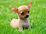 TOP những giống chó nhỏ nhất thế giới siêu cute và đáng yêu