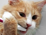 Những lưu ý về việc chăm sóc răng miệng của mèo