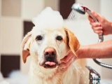 Hướng dẫn cách chữa nấm cho chó đơn giản ai cũng làm được