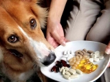 Cho Chó Uống Vitamin Của Người Được Không?