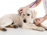 Những dấu hiệu chó bị bệnh cảnh báo bạn cần đưa đến bác sĩ thú y