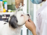 Tiêu chuẩn để chọn cơ sở chăm sóc thú cưng