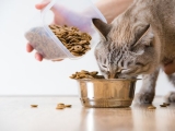 Nên chọn đồ ăn cho mèo là pate hay là hạt?