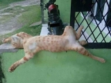 Giải mã tư thế ngủ của các hoàng thượng thể hiện điều gì?