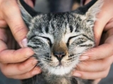 Lý giải vì sao mèo nhà thường có tính cách giống chủ của nó
